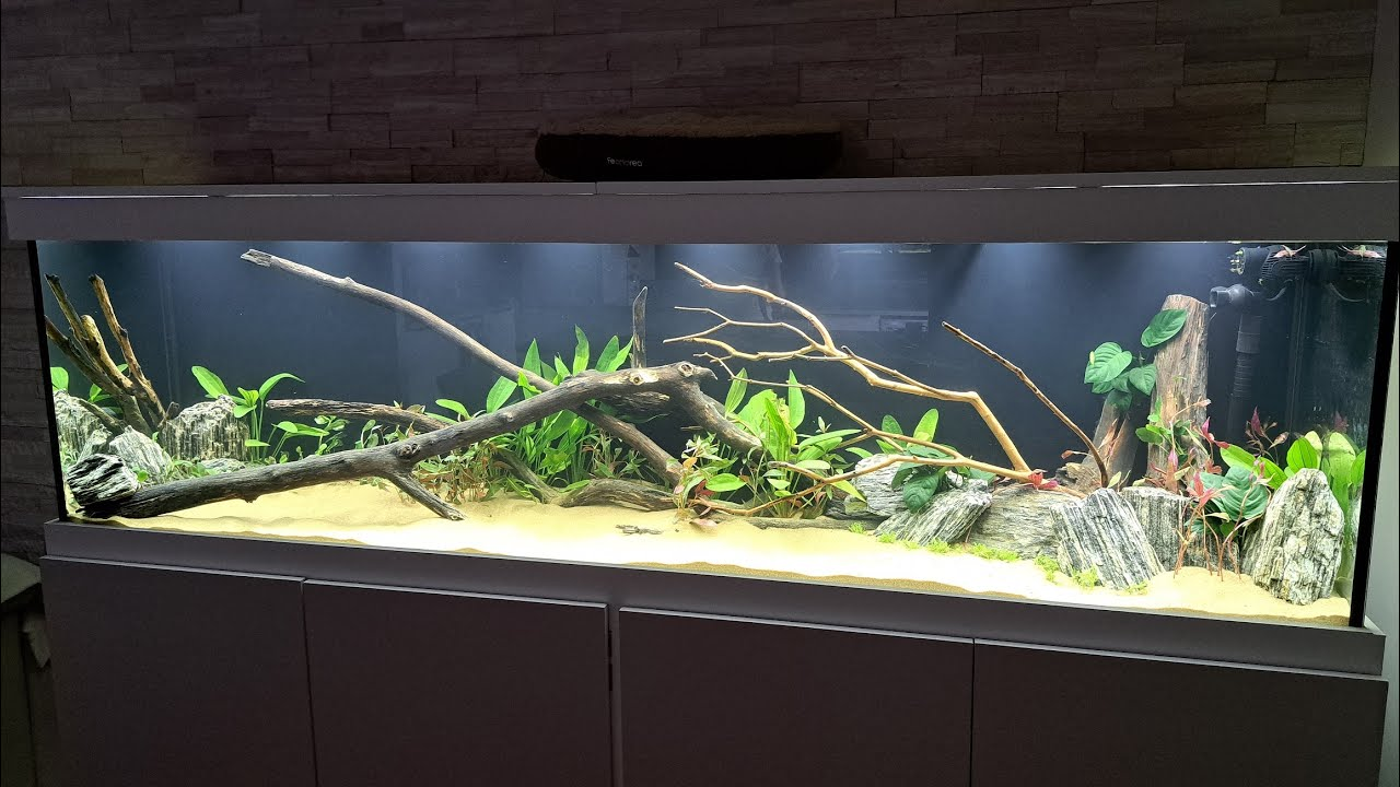Aquarium long avec sable clair, racines et plantes aquatiques