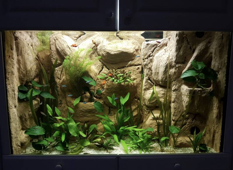 Aquarium avec décor minéral, plantes aquatiques et poissons